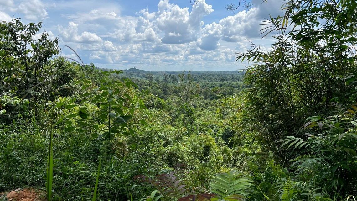 インドネシア スマトラ島の熱帯雨林。生物多様性の宝庫だ © WWF-US / Alexander Nicolas