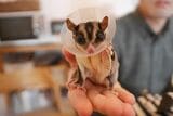 去勢手術後、エリザベスカラーをつけるジゲン君。ひろさんは「同じ男として申し訳ないと思うが、これ以上繁殖したら責任を持てない」と去勢を決意した（写真提供：ひろさん）