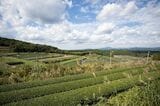 鹿児島県内では圧倒的な知名度を誇る、知覧の茶畑（著者撮影）