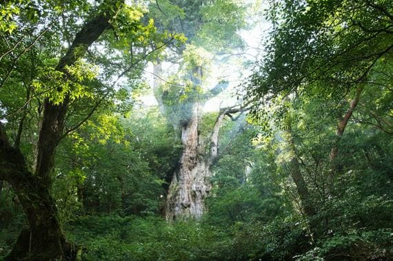 屋久杉
