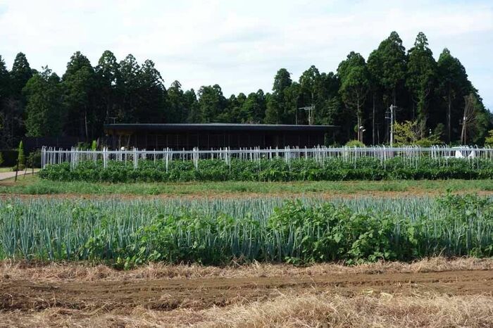 自慢の農園は365日、何らかの野菜の収穫が可能