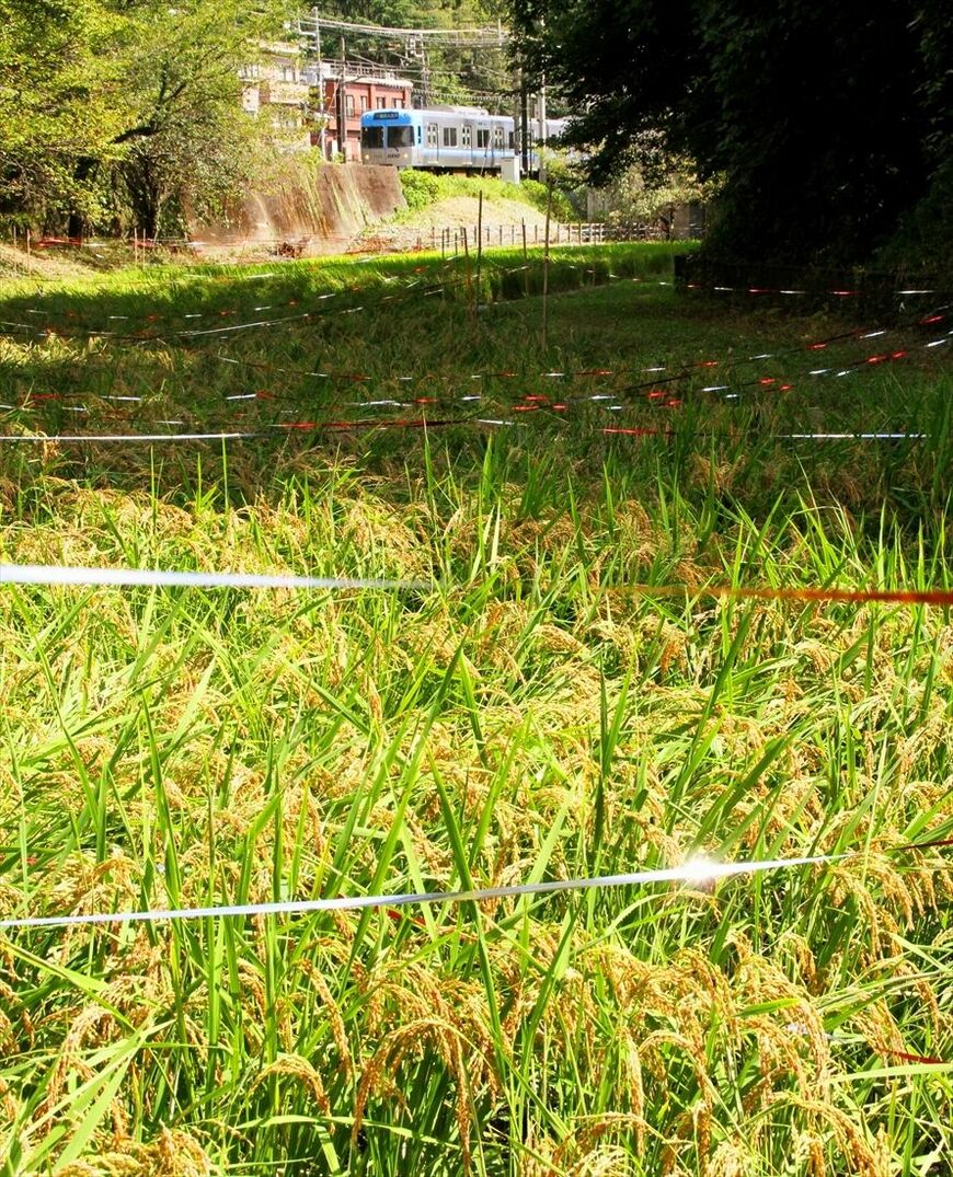 実りの秋の「ケルネル田んぼ」（撮影：南正時）