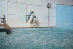 女湯にはペンギン湯が