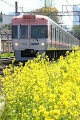菜の花が咲く池ノ上付近を走る吉祥寺行き電車（撮影：南正時）