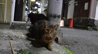 街角に住む猫には､過酷な運命が待っている ペット界の新王者｢猫｣を取り巻く光と影<下>