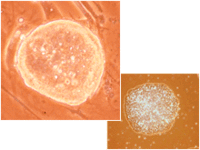 活気づくiPS細胞研究