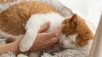 ネコに学ぶ｢すぐにカッとなる自分を変える｣方法