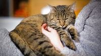 愛猫･愛犬の｢安楽死｣を考える際の必要知識