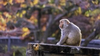ストレスの元になる｢心の猿｣を飼いならすコツ