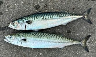 ｢巨大サバが釣れまくる｣ノルウェーと日本の差