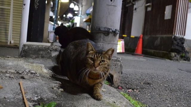 街角に住む猫には 過酷な運命が待っている ペット 東洋経済オンライン 社会をよくする経済ニュース