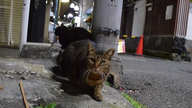 街角に住む猫には､過酷な運命が待っている
