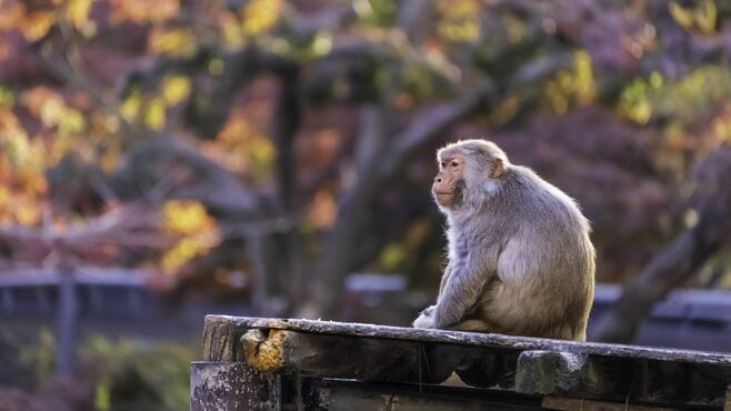 ストレスの元になる｢心の猿｣を飼いならすコツ