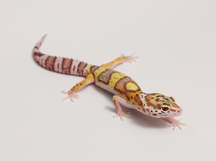 ヒョウモントカゲモドキ（スノーベルhetエクリプスPossW＆Y）③（撮影：尾形文繁／撮影協力：LUCK UP Reptiles）