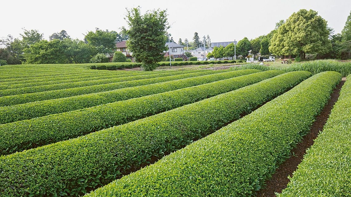 埼玉県に広がる日本三大銘茶の1つである狭山茶の茶畑