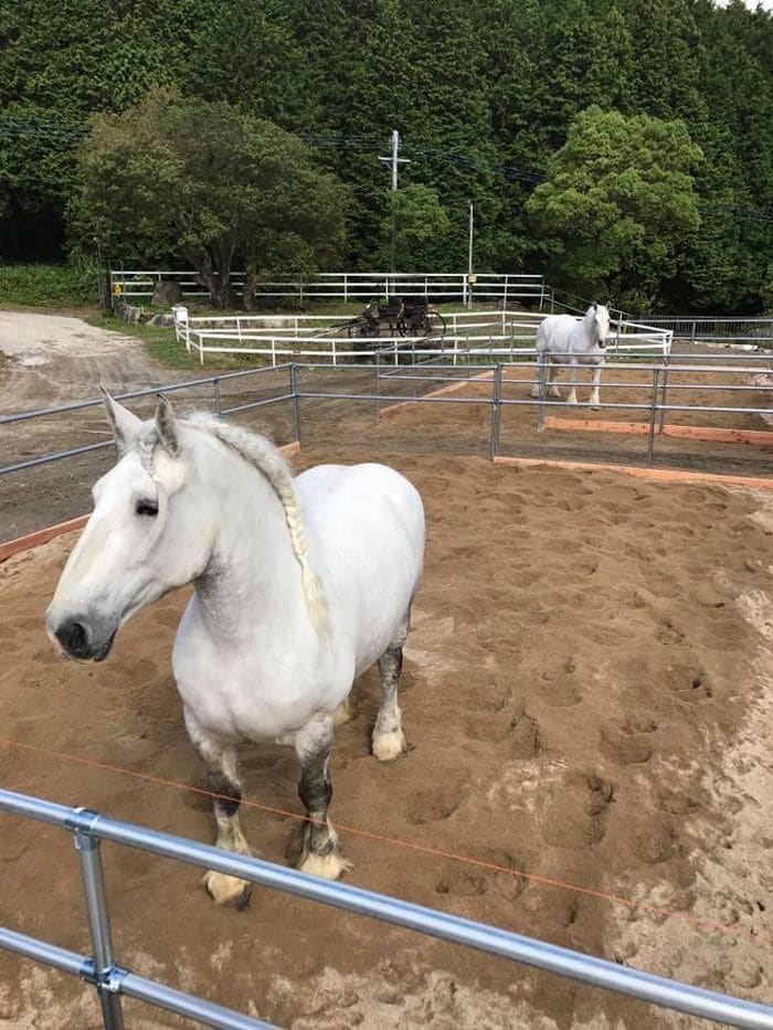 牧場のパドックでのんびりする馬たち
