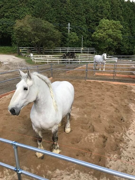 牧場のパドックでのんびりする馬たち