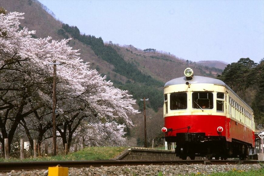 桜咲く春、岩手開発鉄道のキハ301が走る（撮影：南正時）