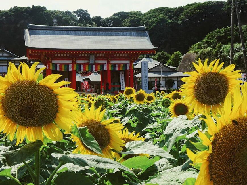満願寺前のひまわり畑（写真：筆者撮影）
