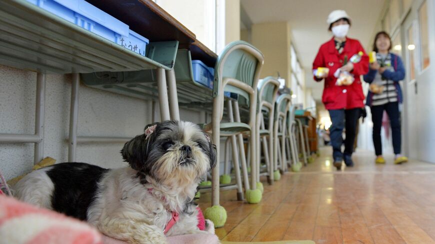 熊本地震では避難所に避難した犬もいました（写真：共同通信イメージリンク）