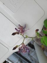 知り合いからもらったホトトギス（写真：中山さん提供）