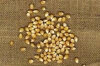 調整局面に入った穀物価格の行方　天候とエタノール次第　波乱のトウモロコシ相場