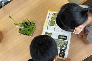 家の庭のカラスビシャクを学校図書館で調査