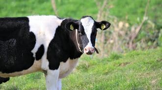 牛の｢ゲップ｣で地球の気温が上がる"衝撃事実"