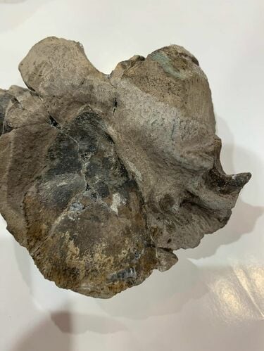 44年も化石を採集｣パナソニック社員の凄い情熱 日々の趣味でも生きて