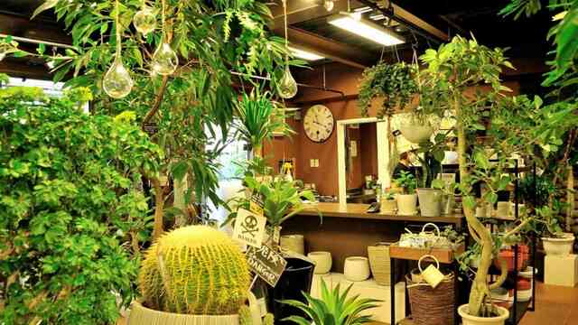 植物を枯らしてしまう人の意外でよくある原因 Domani 東洋経済オンライン 社会をよくする経済ニュース