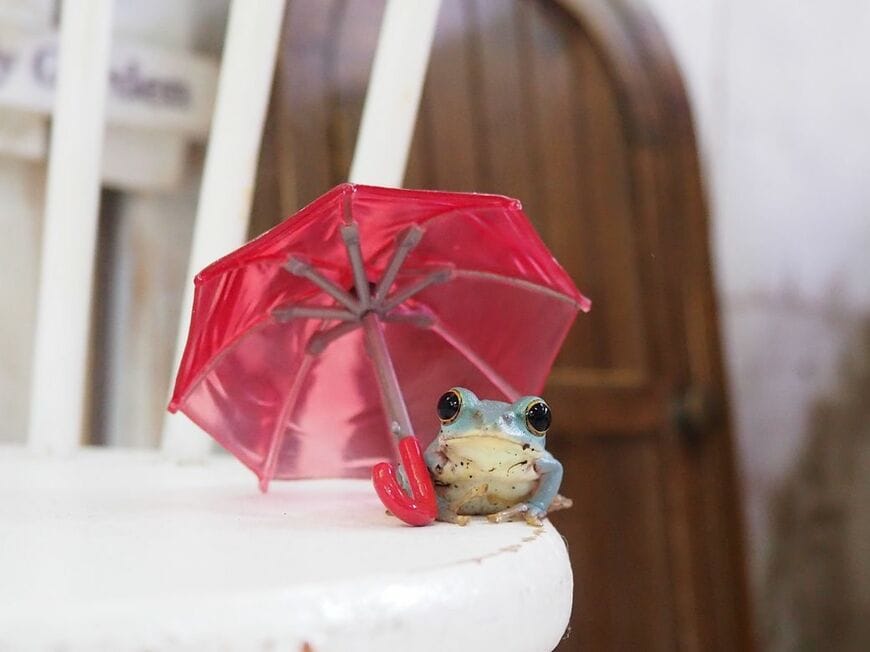 （写真提供：ぴよさん）