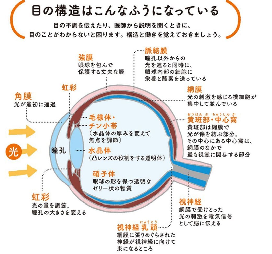 身近な病気で失明も意外と侮れない「目の不調」 | 医療・病院 | 東洋経済オンライン | 社会をよくする経済ニュース