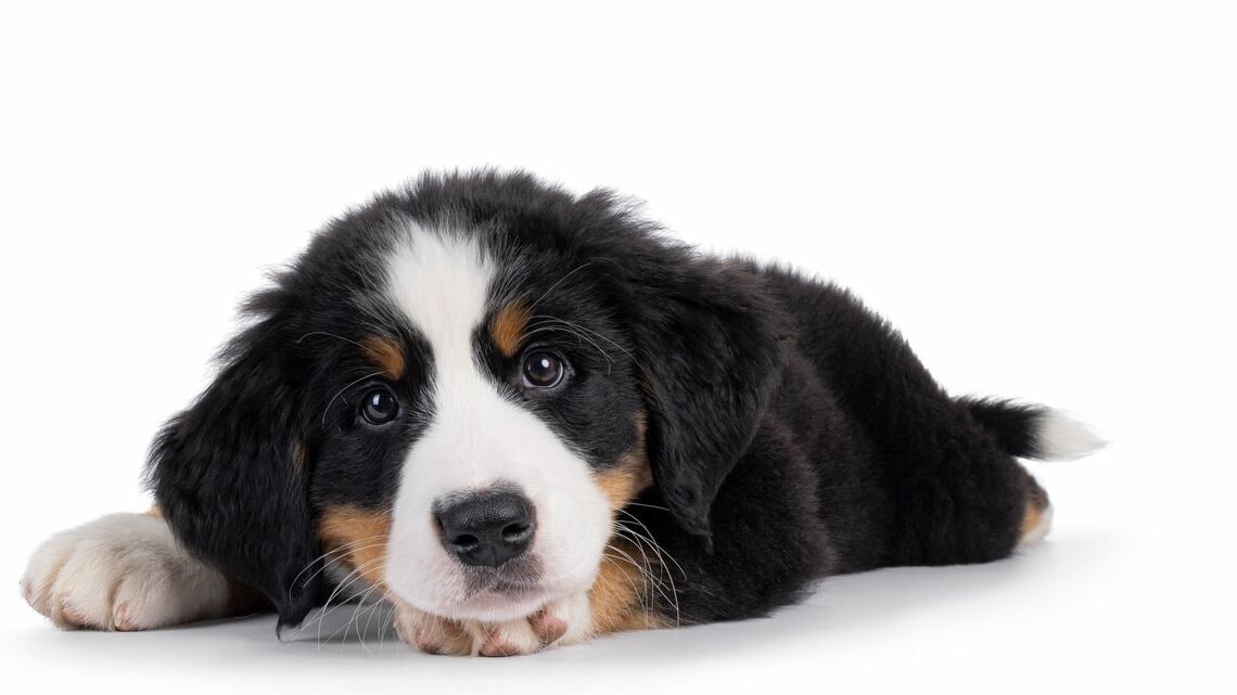 バーニーズ・マウンテン・ドッグ。写真は子犬(写真:Nynke van Holten/PIXTA)