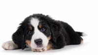 ｢心臓に無数の…｣愛犬を死に至らしめた"生き物"