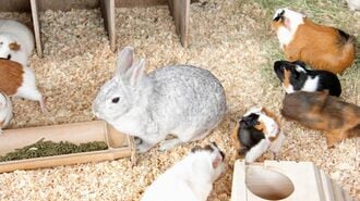 保護ウサギ200匹が物語る｢多頭飼育崩壊｣の惨状