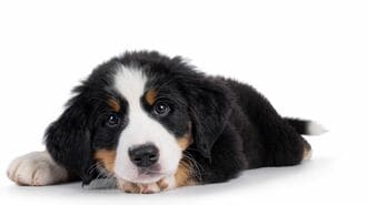 ｢心臓に無数の…｣愛犬を死に至らしめた"生き物"