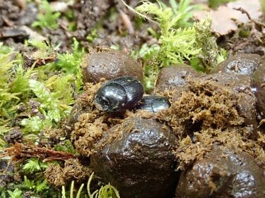 100億の貢献？糞虫の聖地｢奈良公園｣の奥深き裏側 驚異の自然サイクル！莫大な経済効果生む陰の掃除屋 | 旅行 | 東洋経済オンライン