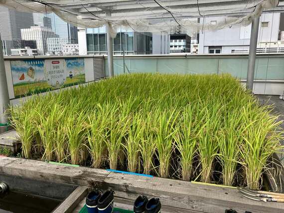 プレナスのオフィスビル屋上の田んぼ