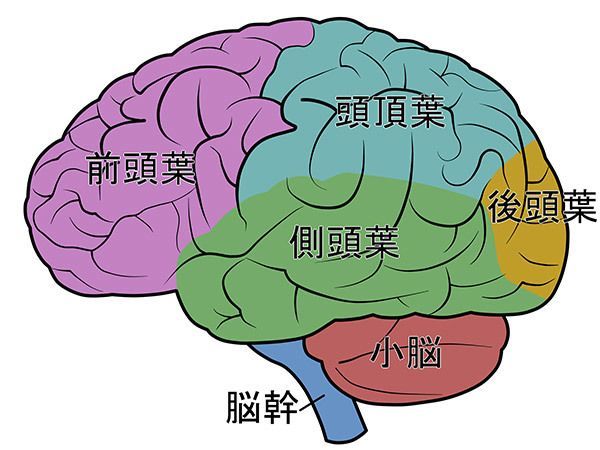 脳 の真実をどれだけ知っていますか 蘊蓄の箪笥 100章 東洋経済オンライン 社会をよくする経済ニュース