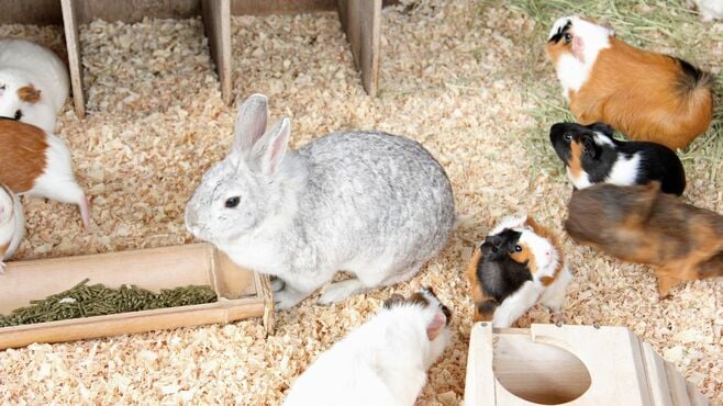 保護ウサギ200匹が物語る｢多頭飼育崩壊｣の惨状