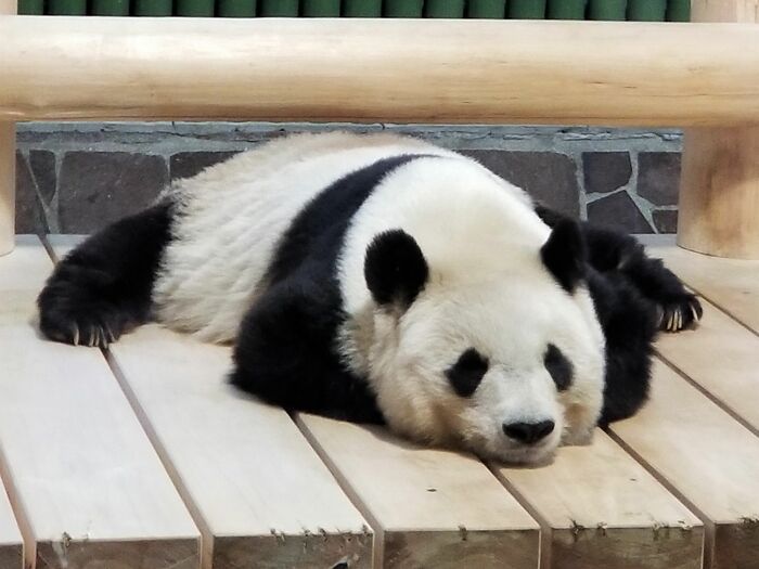 気持ち良さそうに眠るタンタン