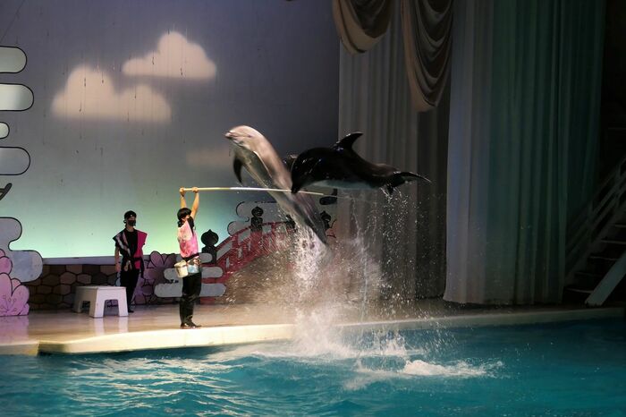 いるか・あしかパフォーマンス