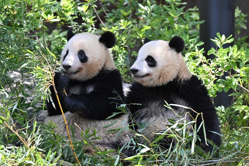 シャオシャオ、レイレイ。2023年5月18日撮影（写真：高氏さん提供）