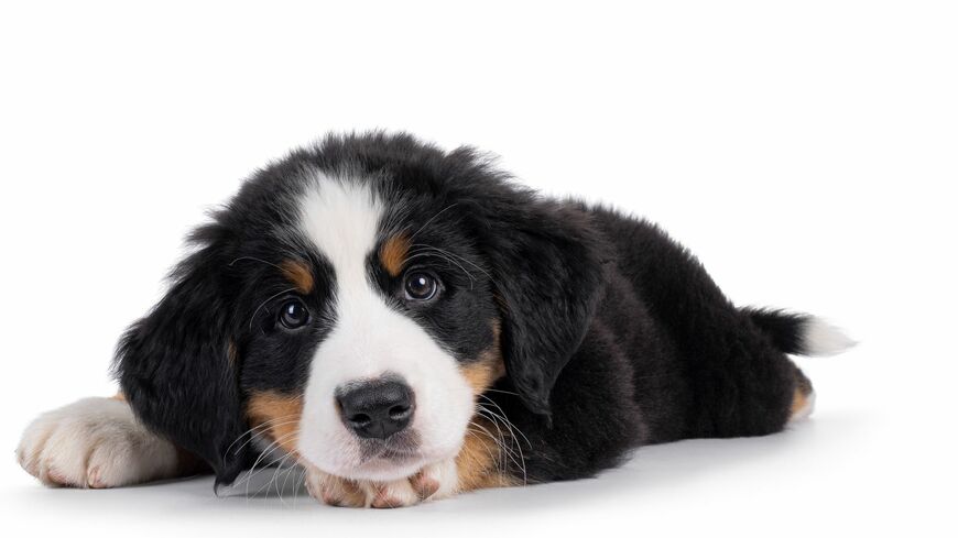 バーニーズ・マウンテン・ドッグ。写真は子犬（写真：Nynke van Holten／PIXTA）