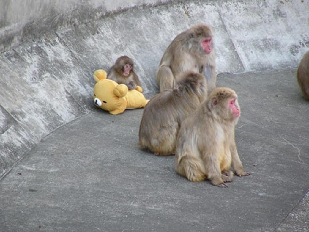 画像 | 「サルの群れ入れは難しい」 世界中から来園者殺到…人気の子ザル《パンチくん》飼育員が語る「