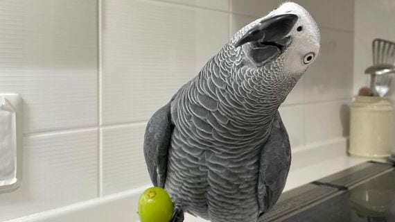 ぶどうを片足に乗せるキクノスケくん