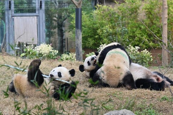 お母さんのシンシンと遊ぶシャオシャオ、レイレイ。2022年12月9日撮影（写真：高氏さん提供）