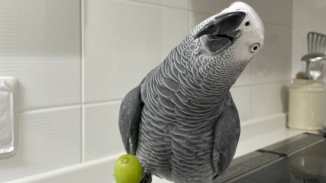 50年生きるヨウムと暮らす男性が見据える生涯