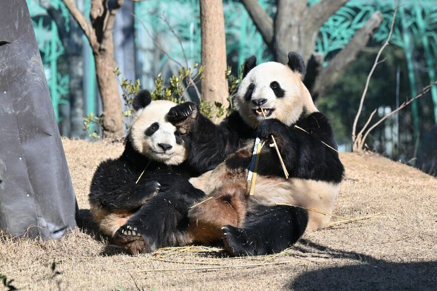 シンシンとシャオシャオ。2023年1月29日撮影（写真：高氏さん提供）