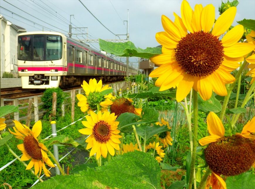 百草園付近の夏景色。大輪のヒマワリと8000系（撮影：南正時）